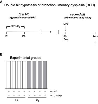 Adult Lysophosphatidic Acid Receptor 1-Deficient Rats with Hyperoxia-Induced Neonatal Chronic Lung Disease Are Protected against Lipopolysaccharide-Induced Acute Lung Injury